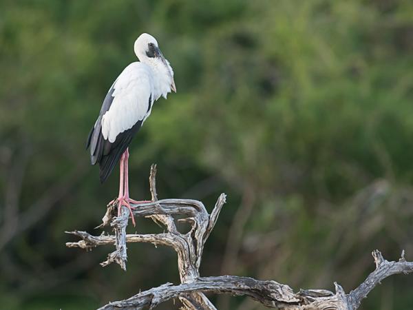 <h3><a href="/trips/srilanka/biota/animalia/chordata/aves/014 ciconiiformes/001 ciconiidae/anastomus oscitans/anastomus oscitans-nl.html">Anastomus&nbsp;oscitans</a> / Asian&nbsp;openbill / Indische&nbsp;gaper</h3>NIKON D500 met AF-S Nikkor 300mm f/2.8G IF-ED VR II, 1/500 sec  bij F4.0, ISO 800, afstand 29.8&nbsp;m
